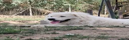 Pastore Abbruzzese Maremmano cani in vendita: cuccioli e cuccioloni di pastore Abruzzese Mar. - Annuncio 3
