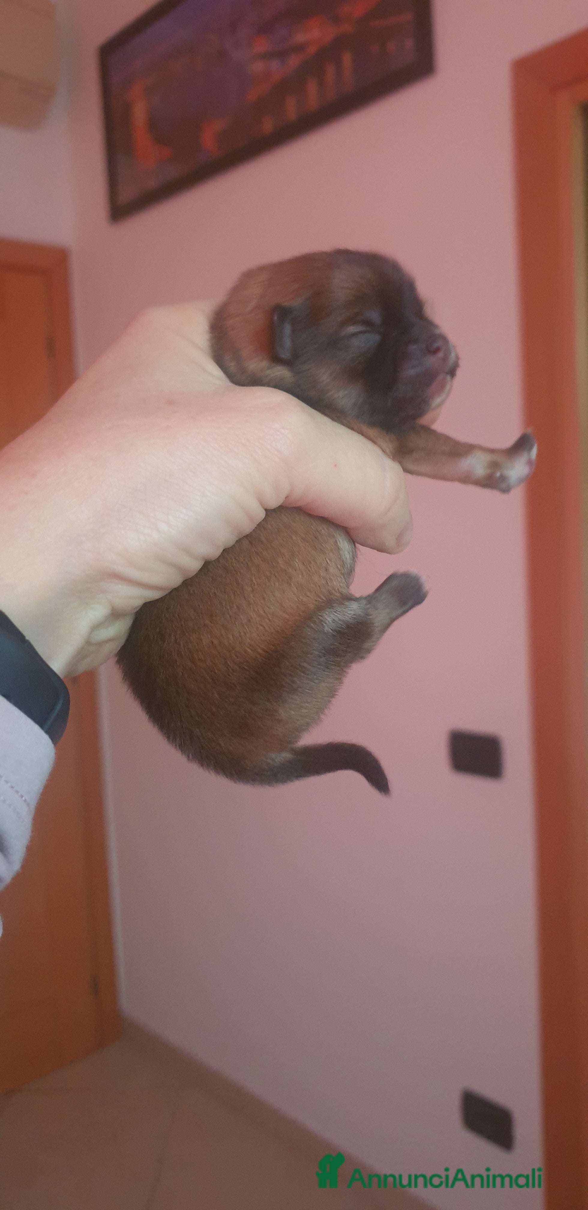 Volpino Pomerania cani Pomerania nani  - Annuncio 2