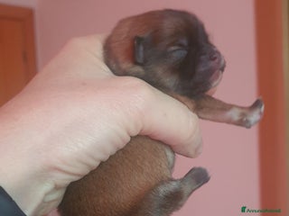 Volpino Pomerania cani Pomerania nani - Annuncio 11