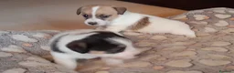 Jack Russell cani in vendita: Jack Russell Terrier Broken Ruvido cuccioli  a Città metropolitana di Roma Capitale - Annuncio 2
