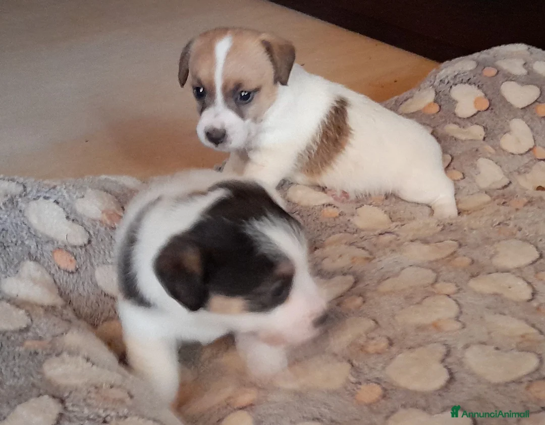 Jack Russell cani in vendita: Jack Russell Terrier Broken Ruvido cuccioli  a Città metropolitana di Roma Capitale - Annuncio 2