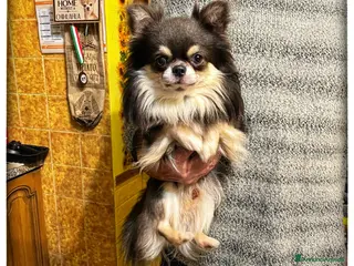 Chihuahua cani CHIHUAHUA PELO LUNGO - MASCHI - Annuncio 6