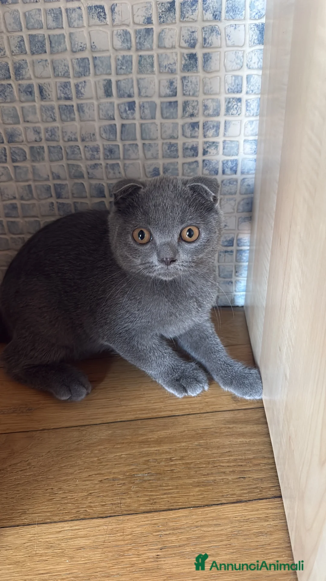 Scottish gatti in vendita: Scottish fold e straight blu con occhi arancioni a Provincia di Pavia - Annuncio 2
