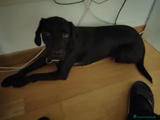 Meticcio cani Cane nero metticcio simil-labrador 4 anni - Annuncio 36