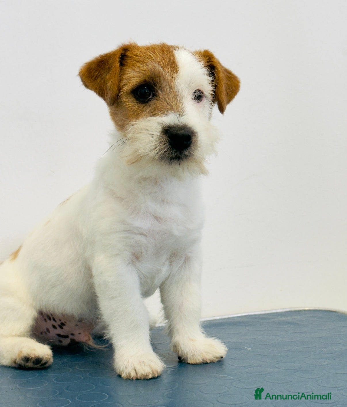 Jack Russell cani Maschio pelo ruvido - Annuncio 2