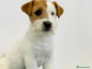 Jack Russell cani Maschio pelo ruvido - Annuncio 2