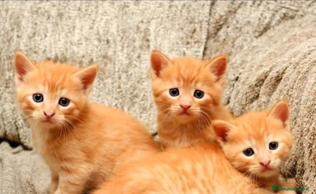 Europeo gatti in regalo: 3 GATTINI ARANCIONI EUROPEI  - Annuncio 1