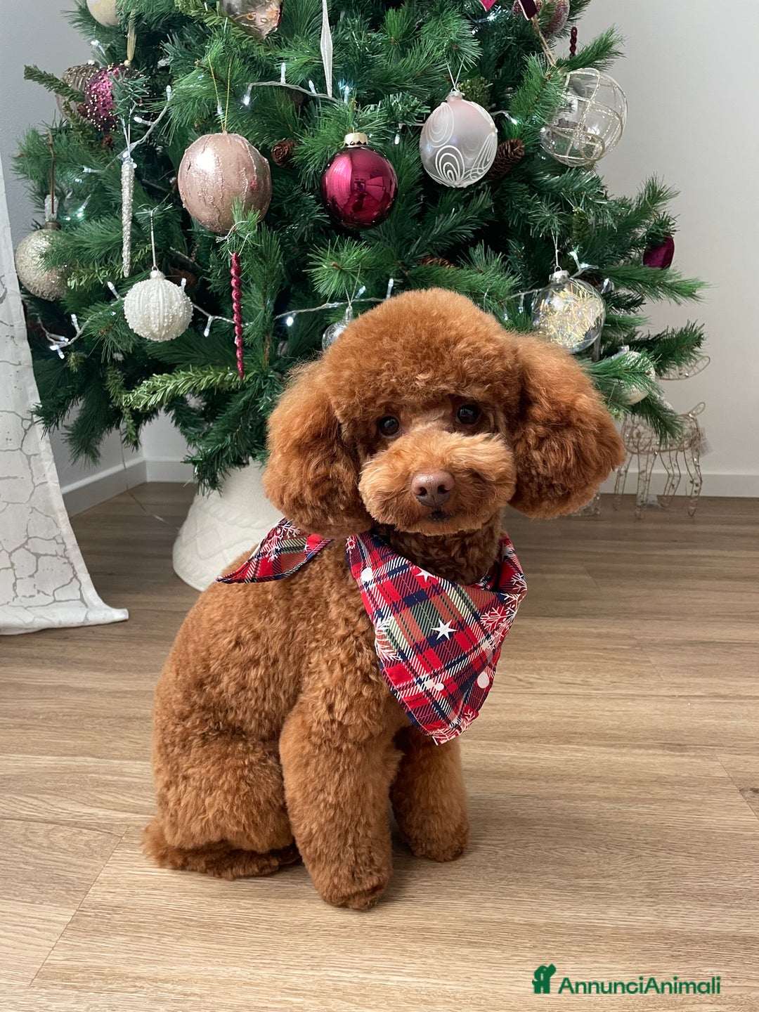 Barboncino cani per accoppiamento: Barboncino red nano, cerca fidanzata - Annuncio 1