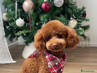 Barboncino cani Barboncino red nano, cerca fidanzata - Annuncio 1