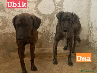 Meticcio cani UMA e UBIK mamma e figlio 2 tigratini - Annuncio 20
