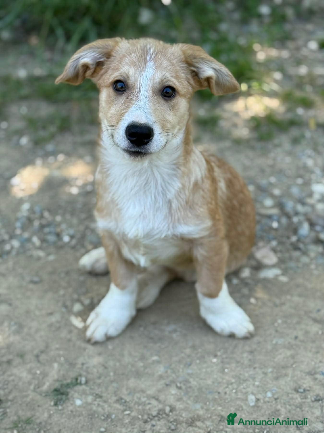 Meticcio cani in regalo: VITO, tenerissimo cucciolo TG MEDIO PICCOLA! - Annuncio 6