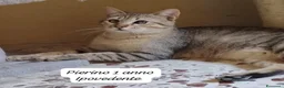 Europeo gatti in regalo: Urgenti famiglie x questi gattini  a Provincia di Monza e della Brianza - Annuncio 10