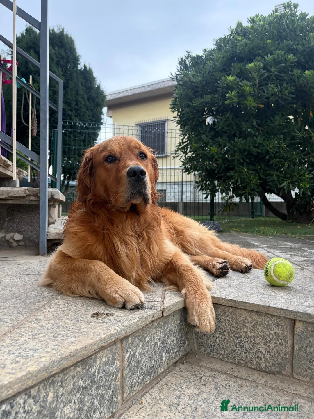 Golden Retriever cani per accoppiamento: Golden retriever per monta - Annuncio 1
