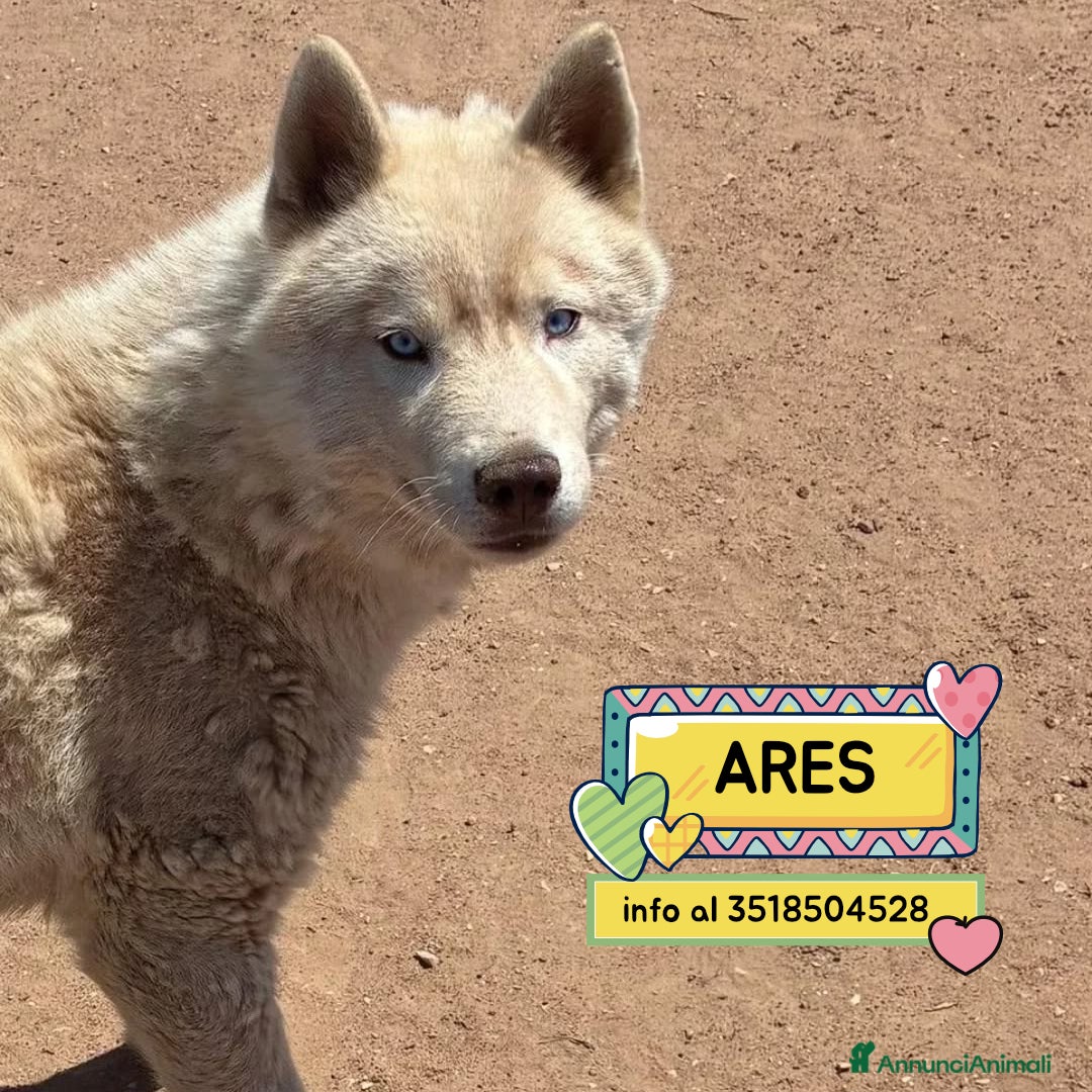 Husky cani ARES siberian husky 1 anno cerca casa in adozione - Annuncio 1