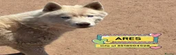 Husky cani in regalo: ARES siberian husky 1 anno cerca casa in adozione - Annuncio 1