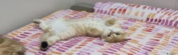 Scottish gatti in vendita: Cuccioli razza scottish straight e fold - Annuncio 2
