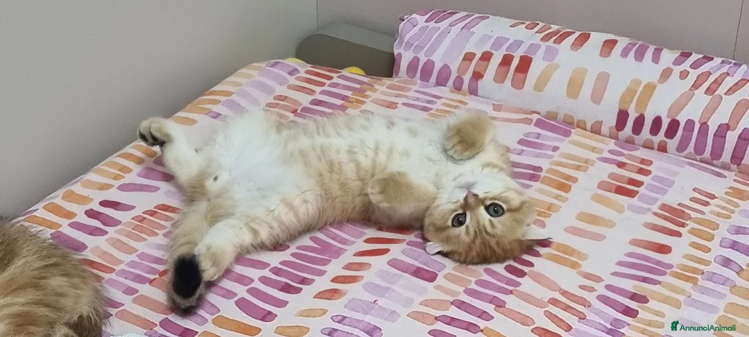 Scottish gatti in vendita: Cuccioli razza scottish straight e fold - Annuncio 2