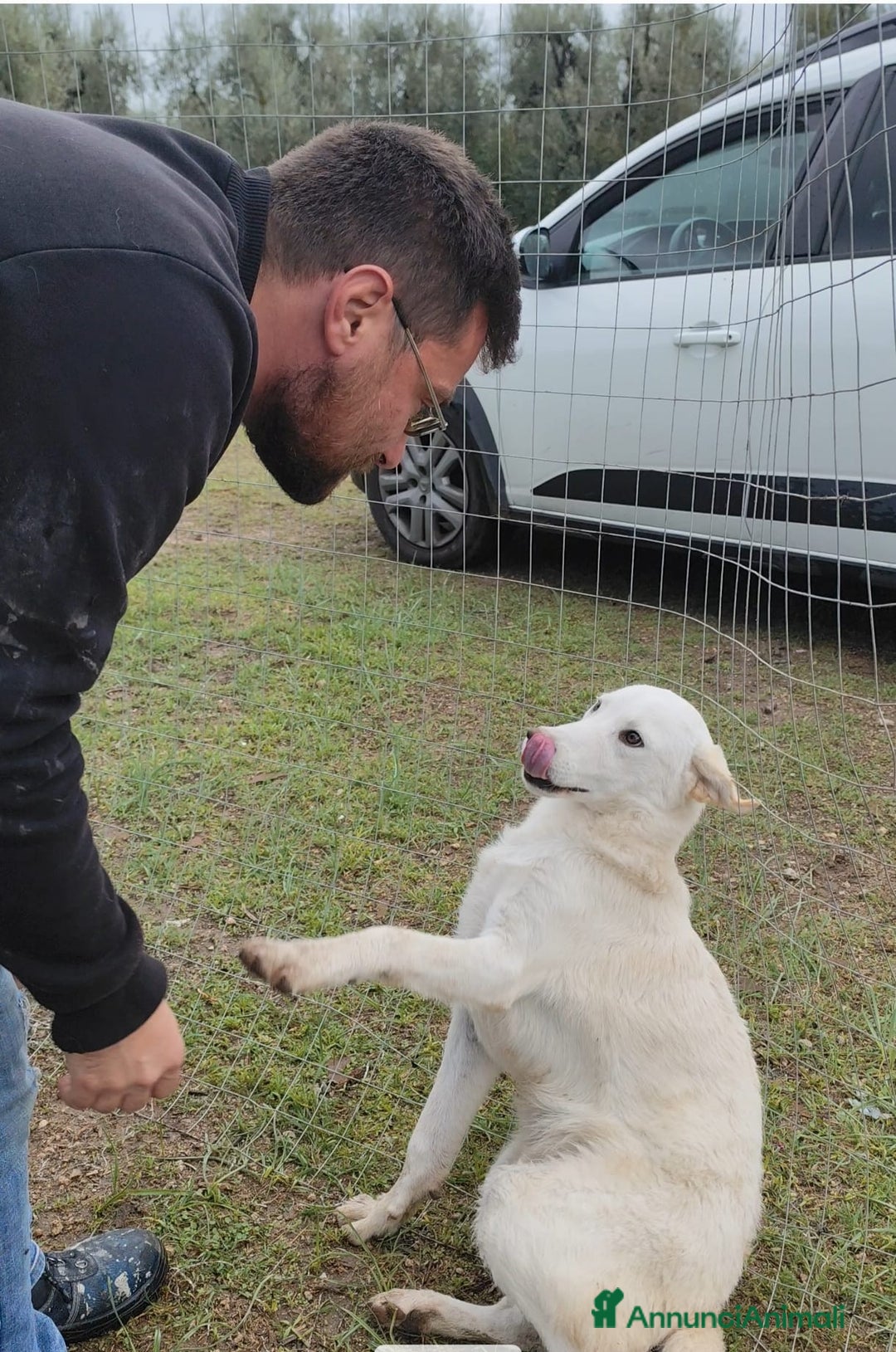 Altre razze cani in regalo: Miele - 8 Mesi - Dolce, Socievole - Annuncio 13