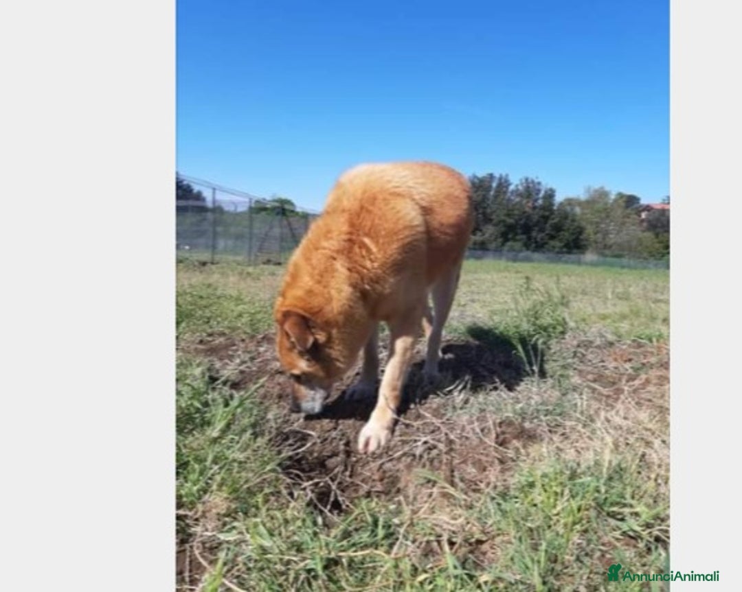 Meticcio cani in regalo: Folk, super cagnolone dolcissimo  a Roma - Annuncio 3