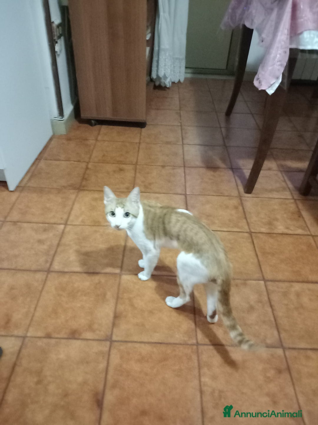 Altre razze gatti in regalo: GATTO ADULTO  - Annuncio 2