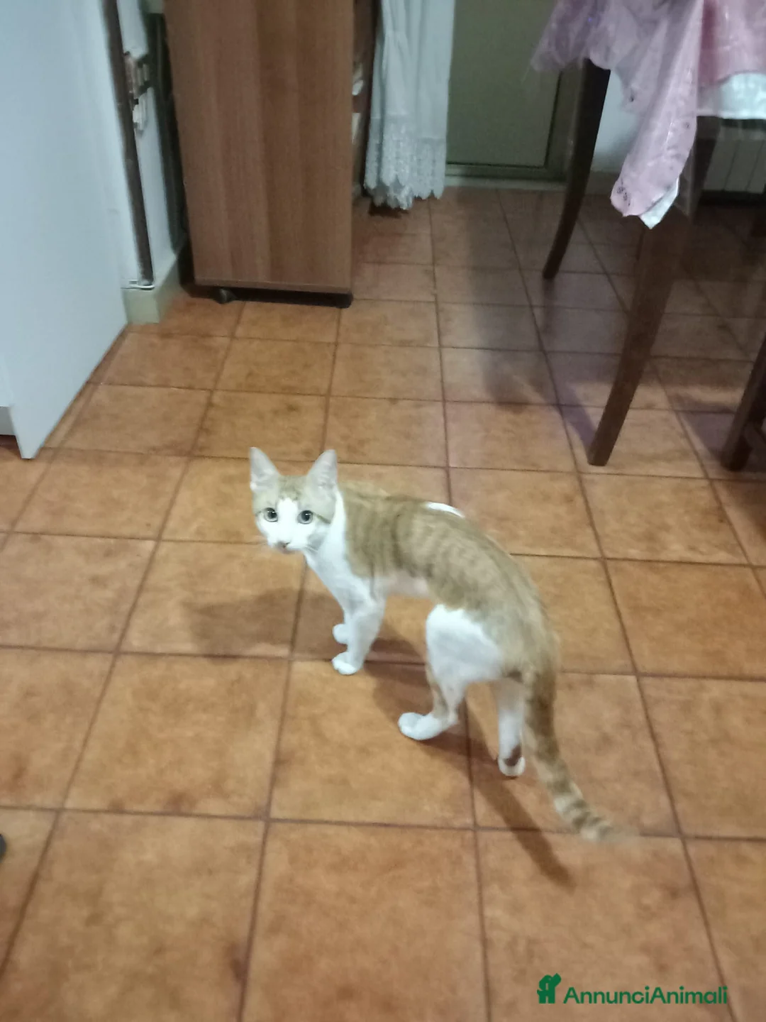 Altre razze gatti in regalo: GATTO ADULTO  - Annuncio 2