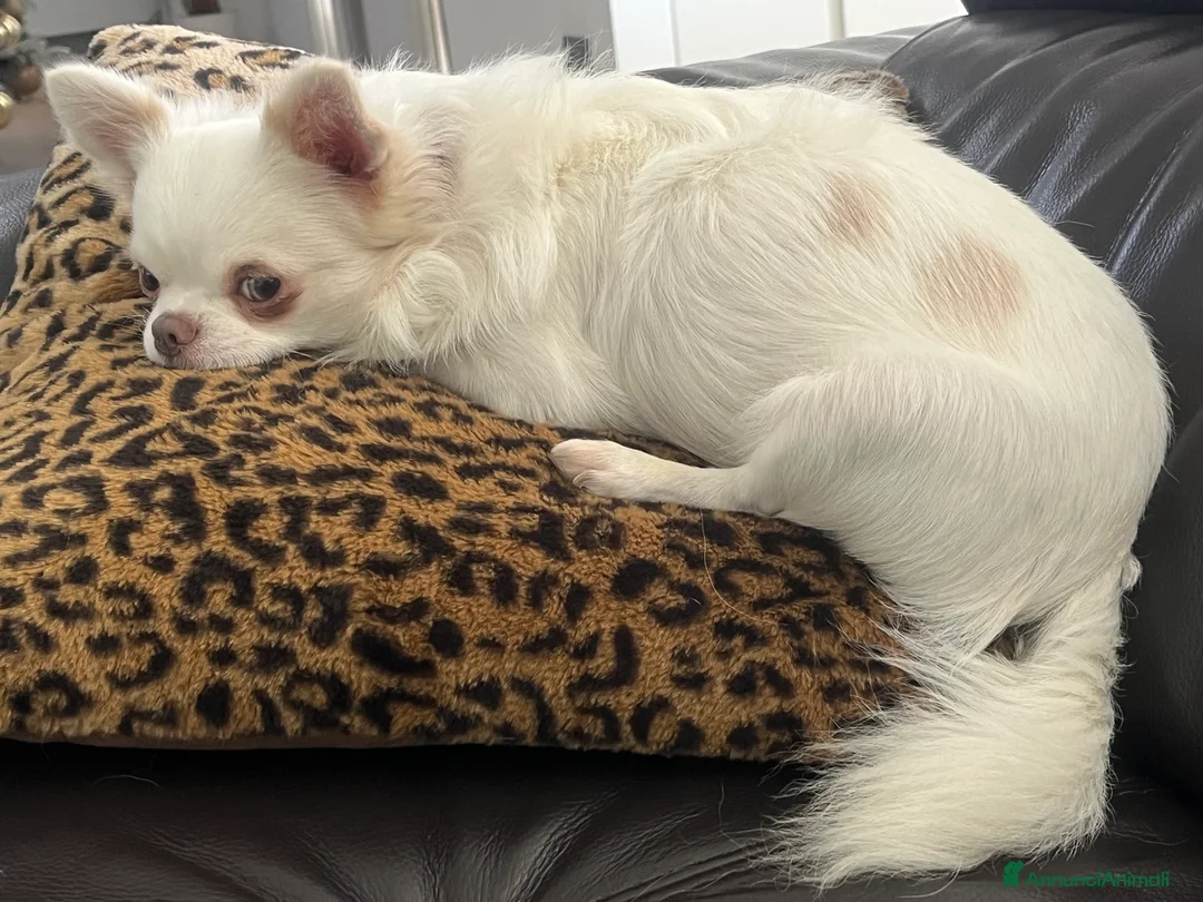 Chihuahua cani in vendita: Chihuahua maschi con pedigree - Annuncio 10