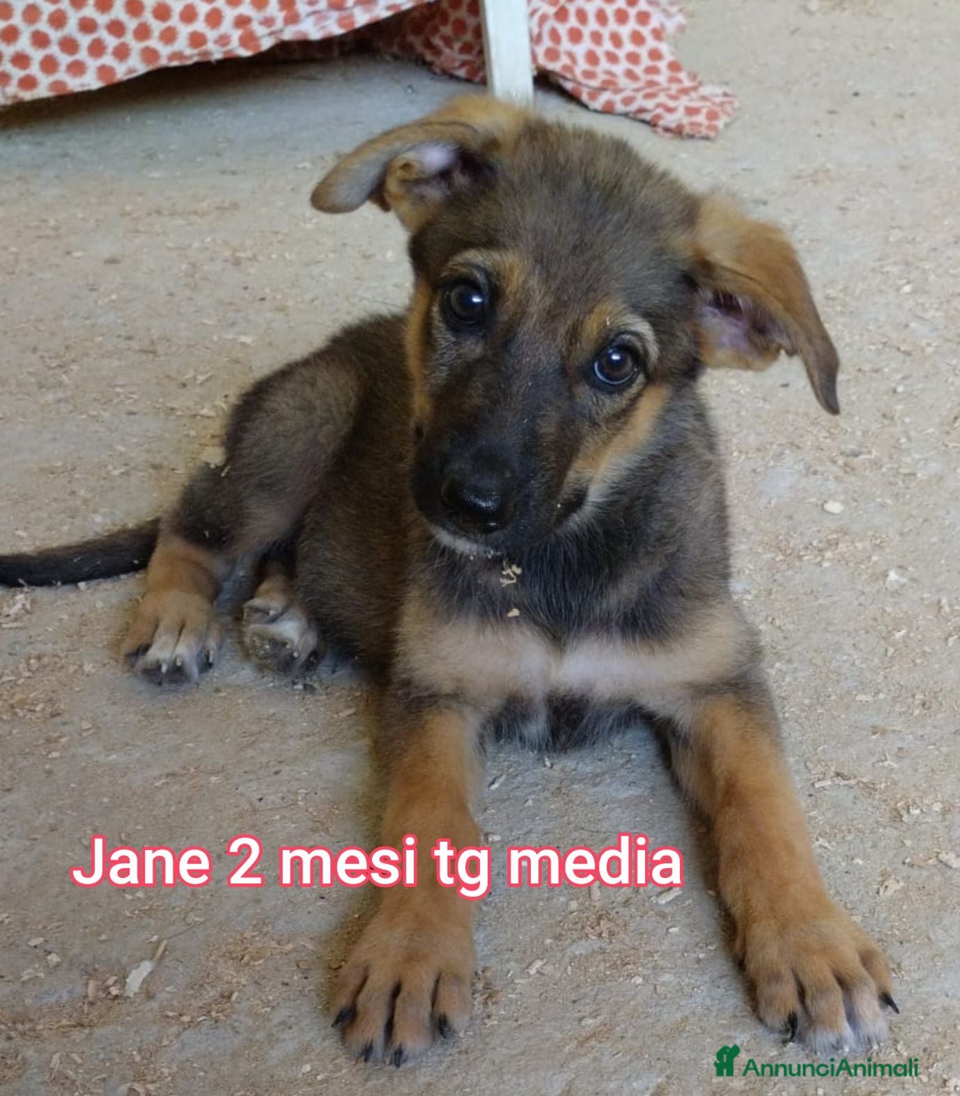 Meticcio cani CUCCIOLI, URGENTE: TEMPO SCADUTO  - Annuncio 11
