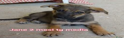 Meticcio cani in regalo: CUCCIOLI, URGENTE: TEMPO SCADUTO  a Provincia di Arezzo - Annuncio 1