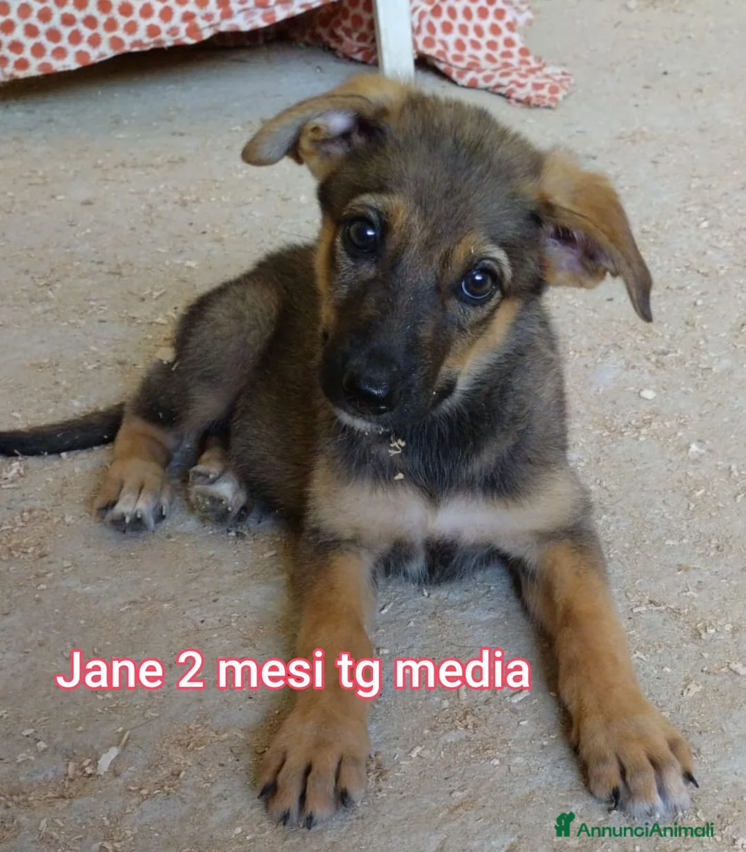 Meticcio cani in regalo: CUCCIOLI, URGENTE: TEMPO SCADUTO  a Provincia di Arezzo - Annuncio 1