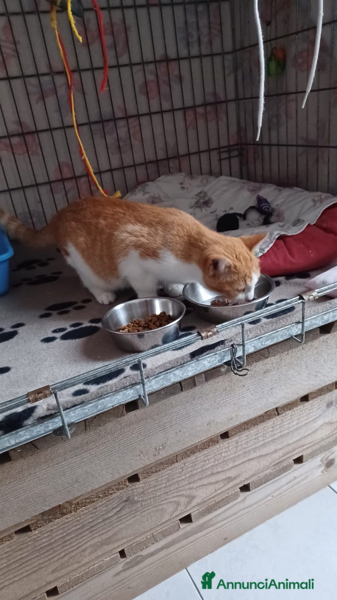 Europeo gatti in regalo: GATTI E GATTINI  - Annuncio 8