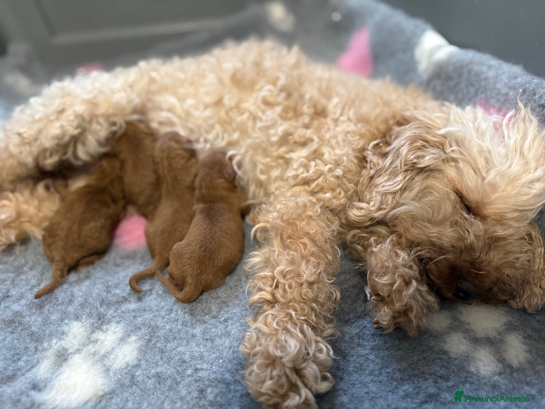 Barboncino cani in vendita: Cuccioli di barboncino con pedigree Enci  - Annuncio 5