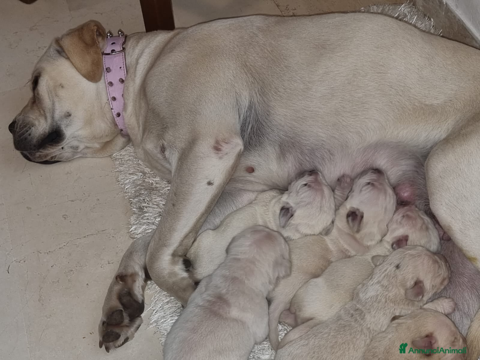 Cane Corso cani Splendidi Cuccioli Simile Cane Corso - Annuncio 3