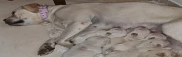 Cane Corso cani in vendita: Splendidi Cuccioli Simile Cane Corso a Città Metropolitana di Bari - Annuncio 1