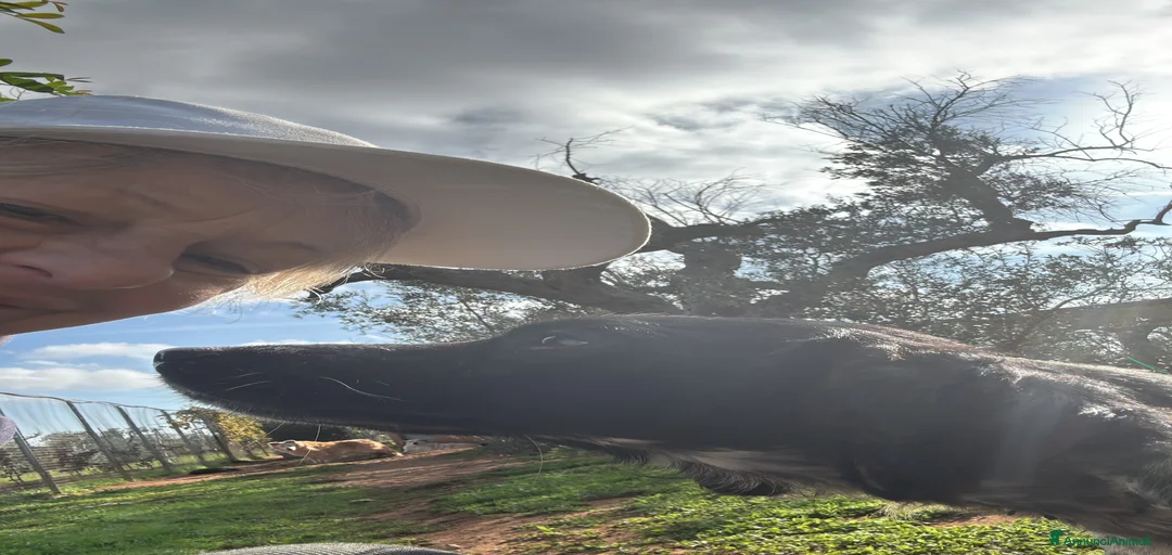 Immagine della galleria {{count}}