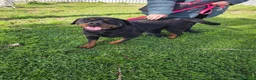 Rottweiler cani in regalo: Xena, in canile - Annuncio 9