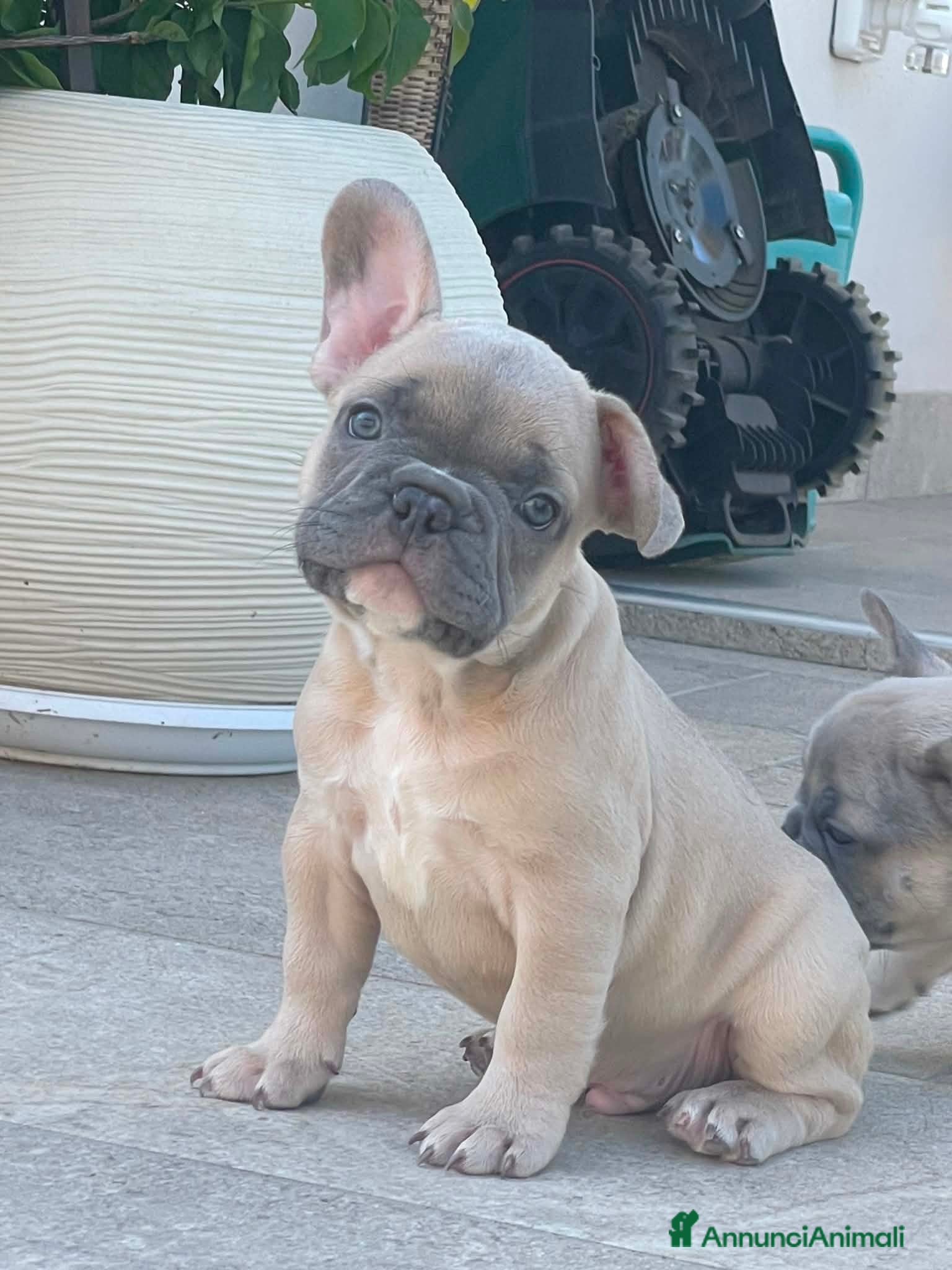 Bulldog Francese cani SPLENDITI CUCCIOLI DI BULLDOG FRANCESI ESOTICI - Annuncio 1