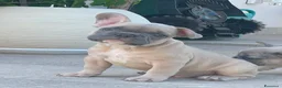 Bulldog Francese cani in vendita: SPLENDITI CUCCIOLI DI BULLDOG FRANCESI ESOTICI - Annuncio 1