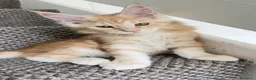 Maine Coon gatti in vendita: Gattini Maine coon di razza pura - Annuncio 7