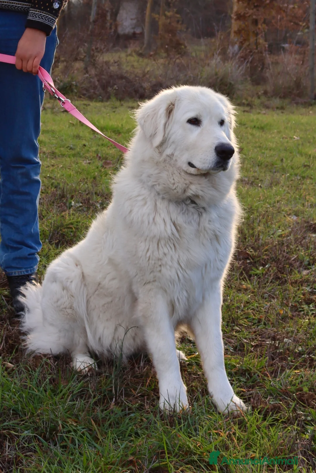 Pastore Maremmano cani in vendita: Sidney; Cagnolina con Cuore D’oro  - Annuncio 6
