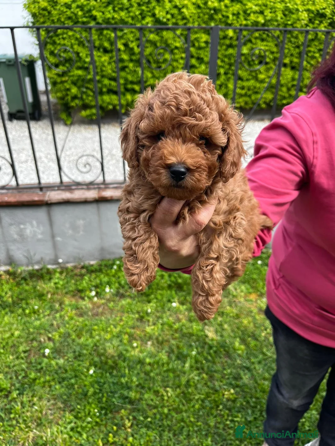 Barboncino Toy cani in vendita: Barboncini Toy a Provincia di Lucca - Annuncio 2