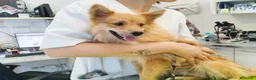 Meticcio gatti in regalo: Femmina taglia piccola 3 anni  - Annuncio 2