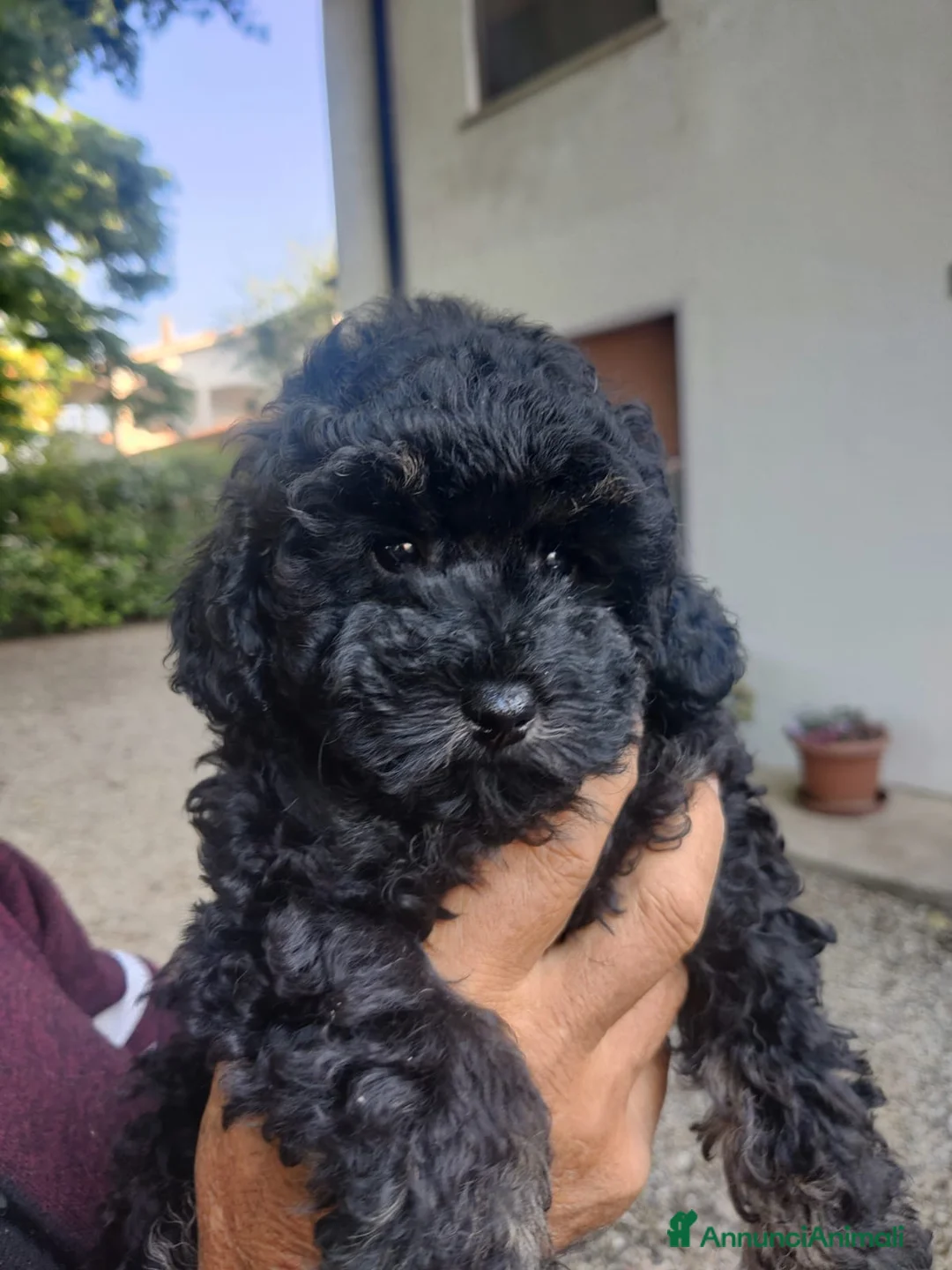 Barboncino Toy cani in vendita: Cucciolo di Barboncino Toy color Phantom maschi - Annuncio 1