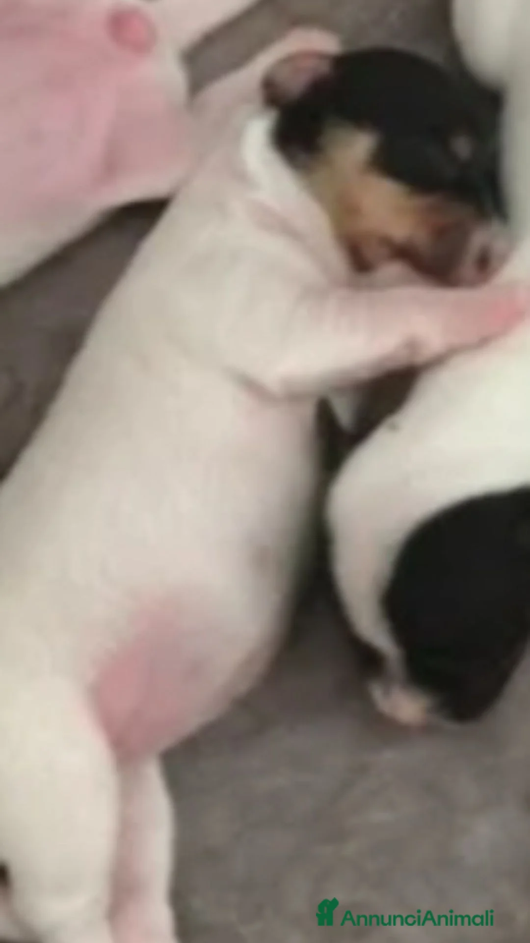 Jack Russell cani in vendita: Gek Russel  toy  zampa corta  - Annuncio 2