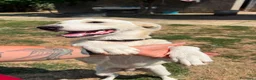 Meticcio cani in regalo: Pluto a Provincia di Savona - Annuncio 8