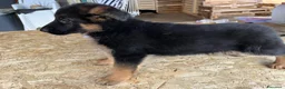 Pastore Tedesco cani in vendita: CUCCIOLI D PASTORE TEDESCO - Annuncio 6