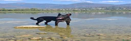 Meticcio cani in regalo: Regalo cane  a Provincia di Lecco - Annuncio 2