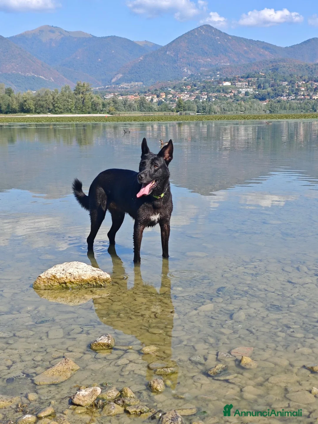 Meticcio cani in regalo: Regalo cane  a Provincia di Lecco - Annuncio 2
