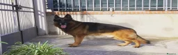 Pastore Tedesco cani per accoppiamento: Pastore Tedesco maschio disponibile accoppiamemto  a Città metropolitana di Reggio Calabria - Annuncio 1