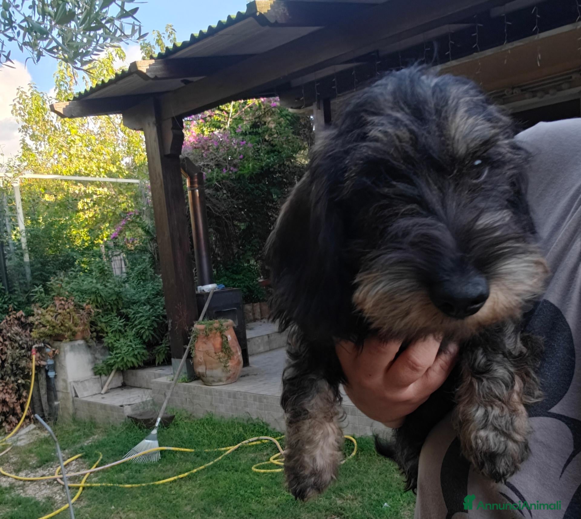 Bassotto Nano cani Femmine di bassotto nano - Annuncio 1