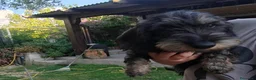 Bassotto Nano cani in vendita: Femmine di bassotto nano - Annuncio 1